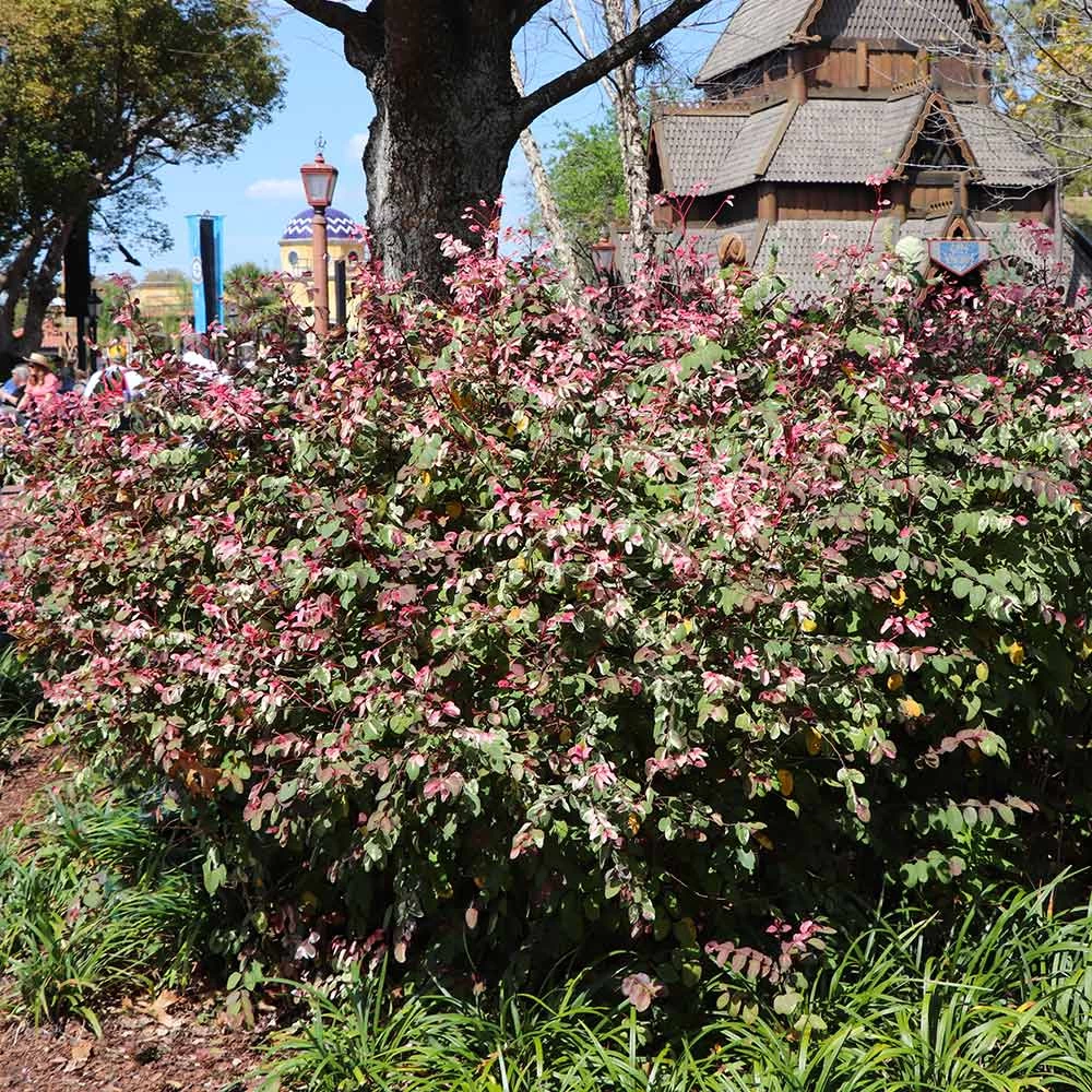 Jazz Hands® Variegated Loropetalum - Image 3