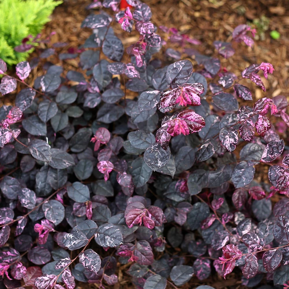 Jazz Hands® Variegated Loropetalum - Image 4