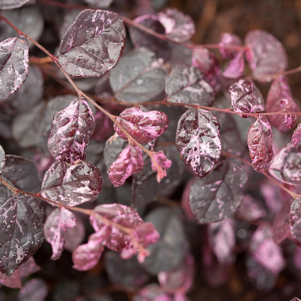 Jazz Hands® Variegated Loropetalum - Image 2
