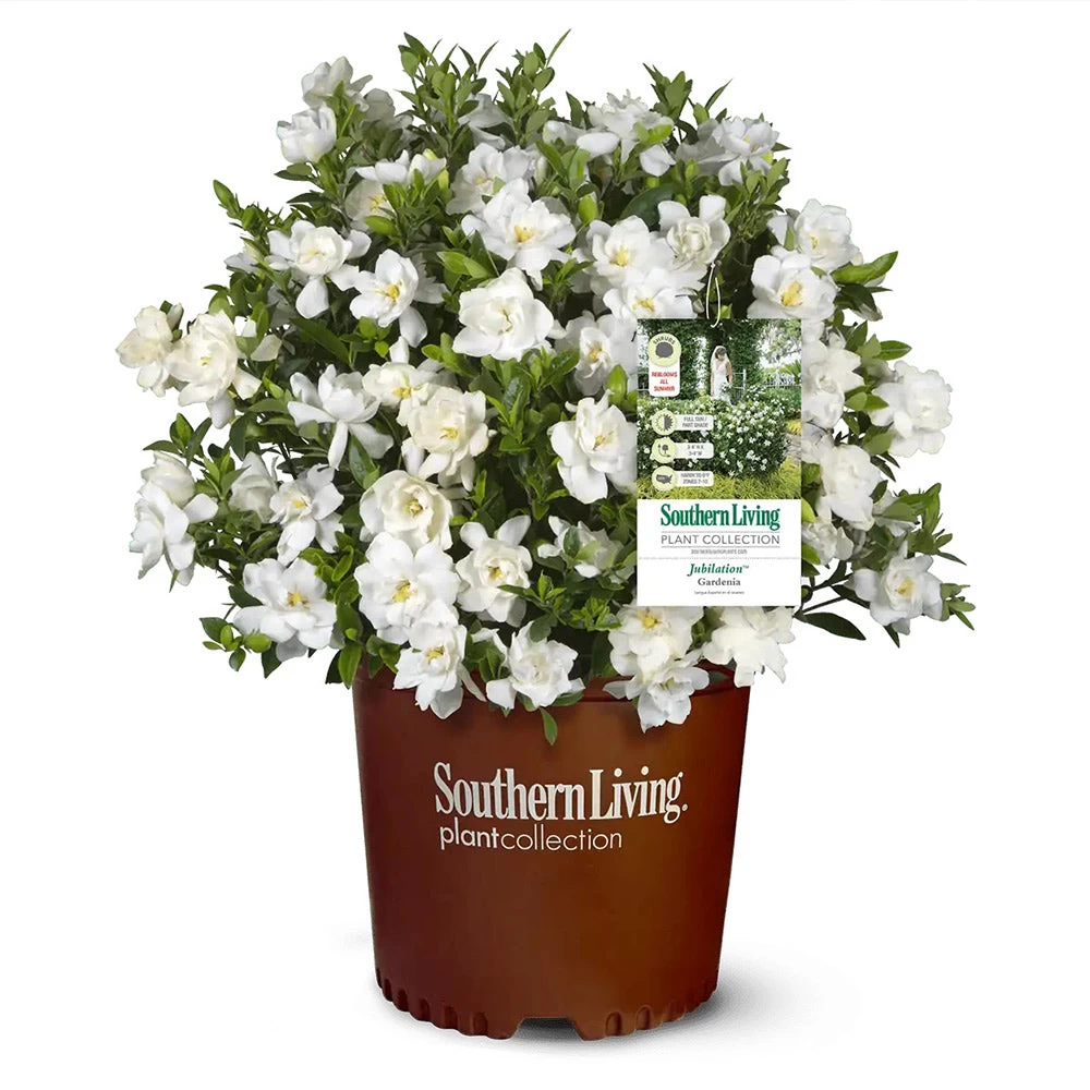 Jubilation™ Gardenia Shrub - Image 3