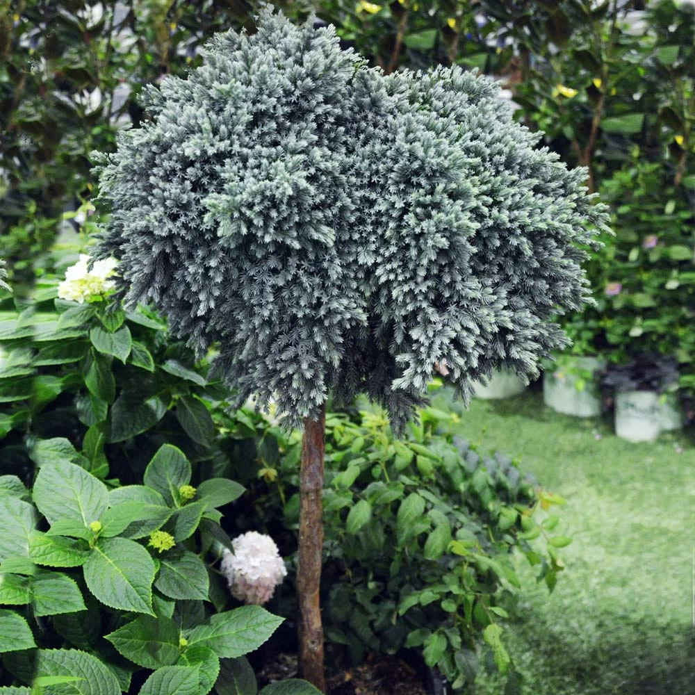 Blue Star Juniper Tree - Image 2