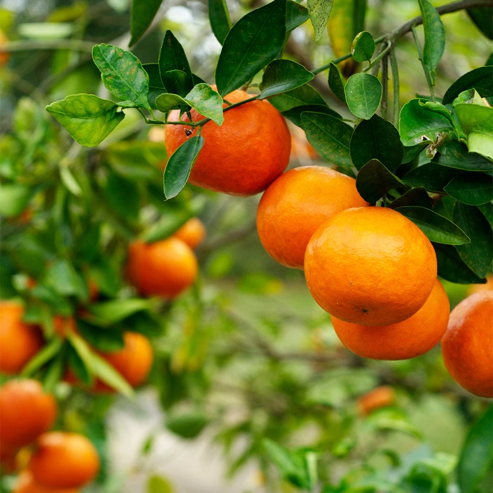 Kishu Mandarin Tree (Seedless) - Image 3