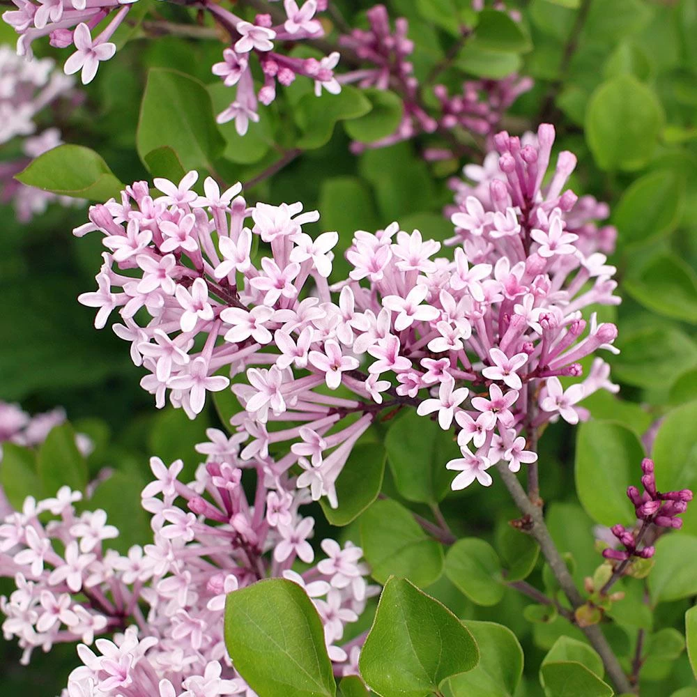 Dwarf Korean Lilac Shrub - Image 3