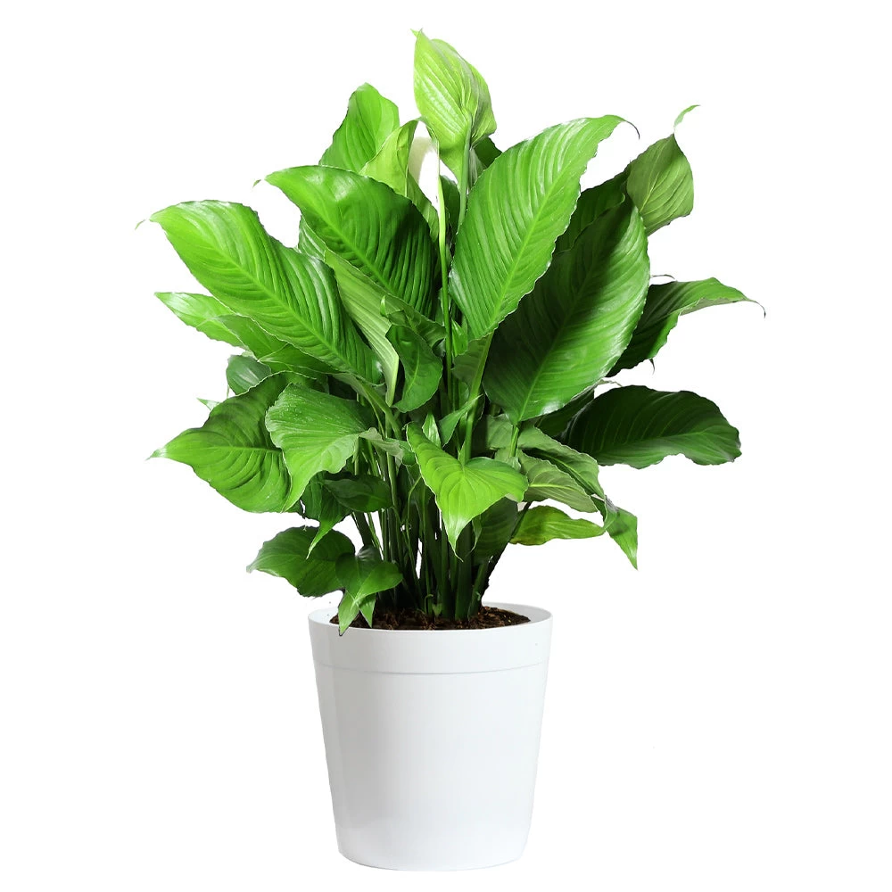 Peace Lily Plant - Image 5