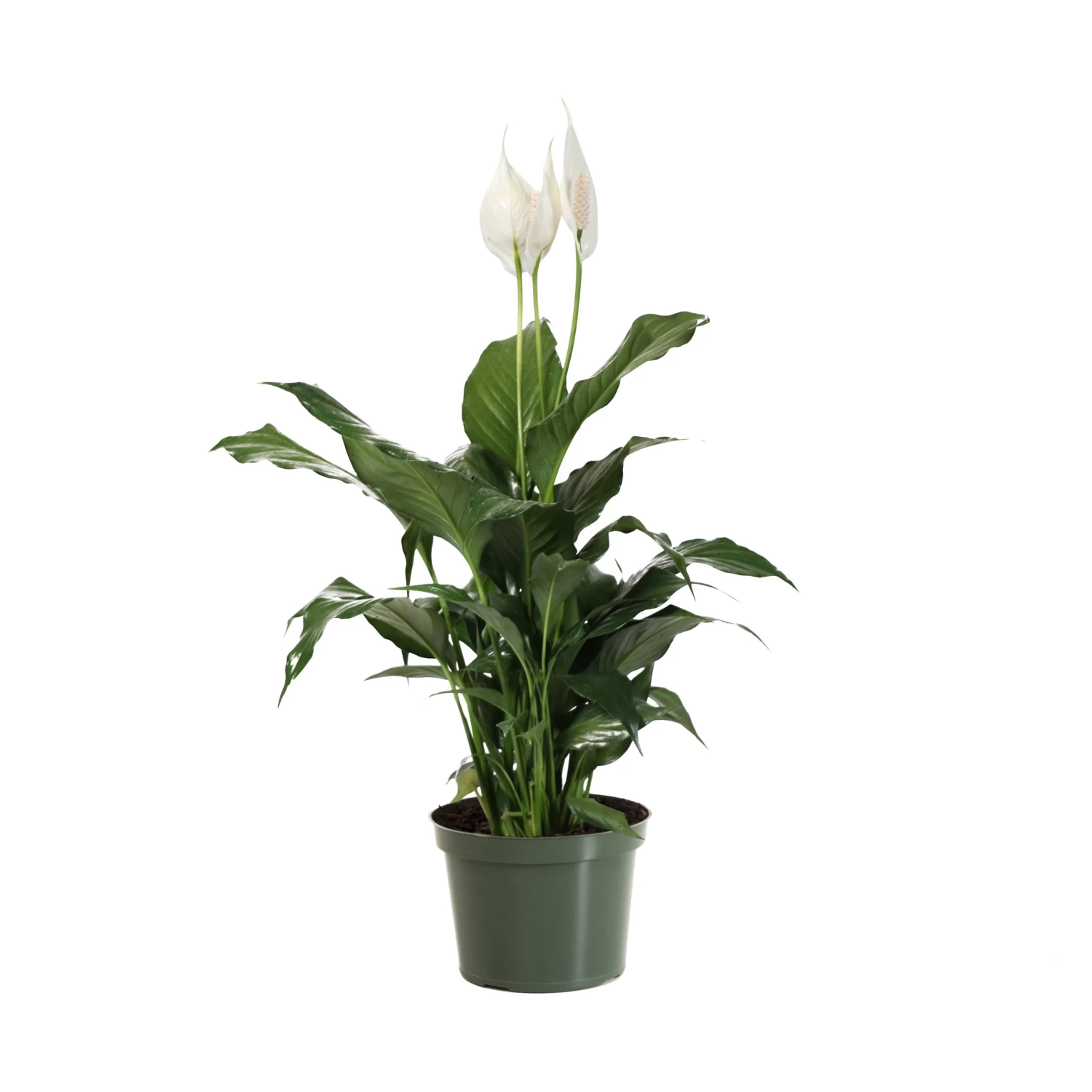 Peace Lily Plant - Image 10