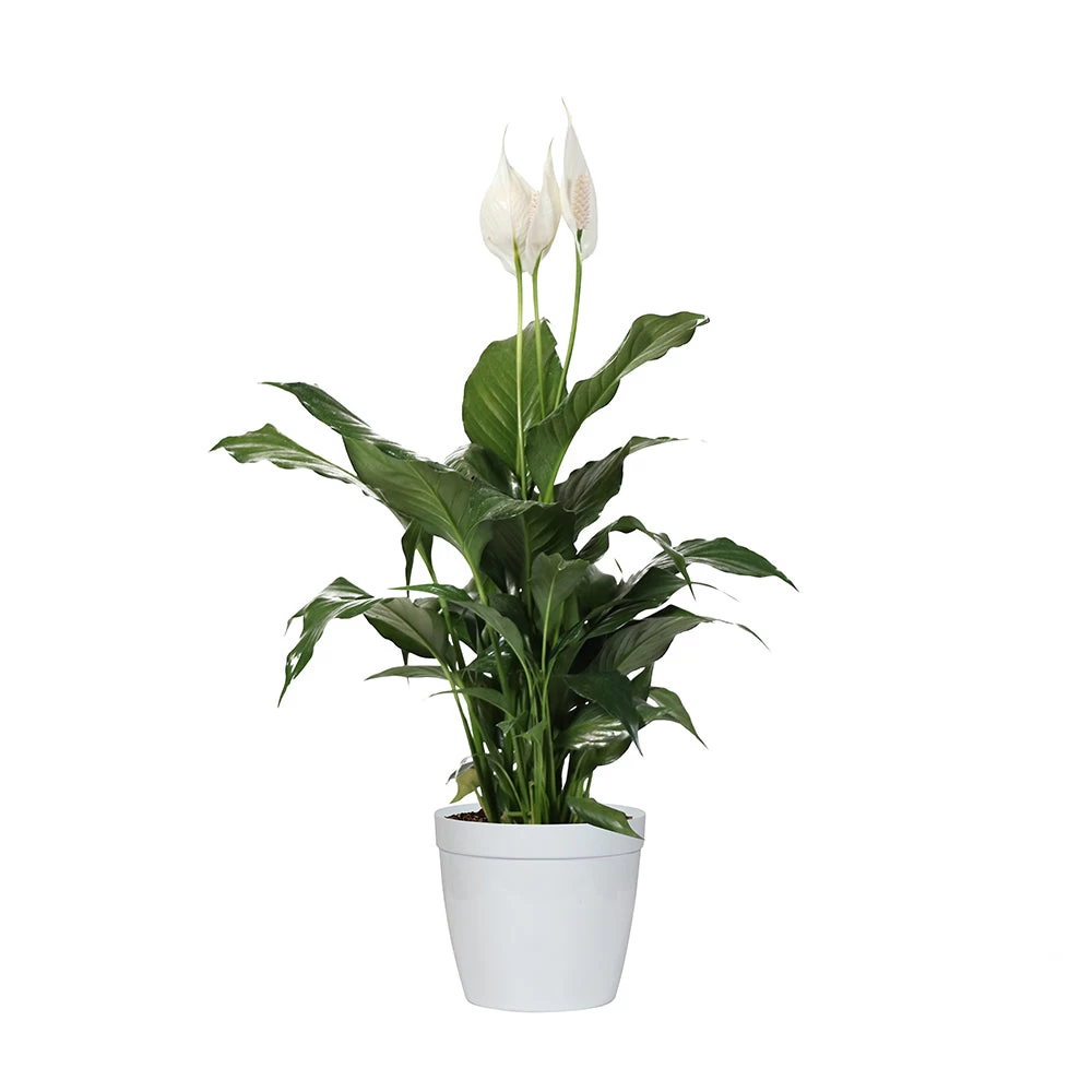 Peace Lily Plant - Image 8