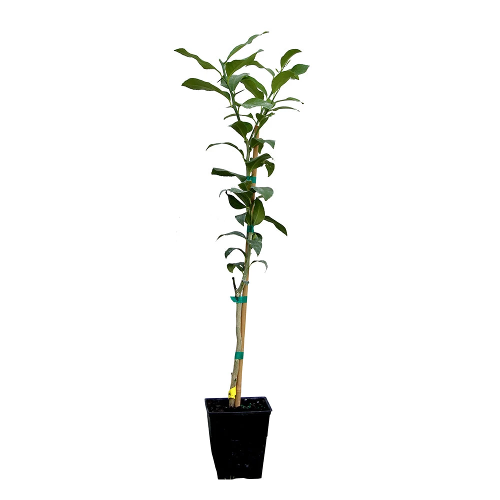Key Lime Tree - Image 8