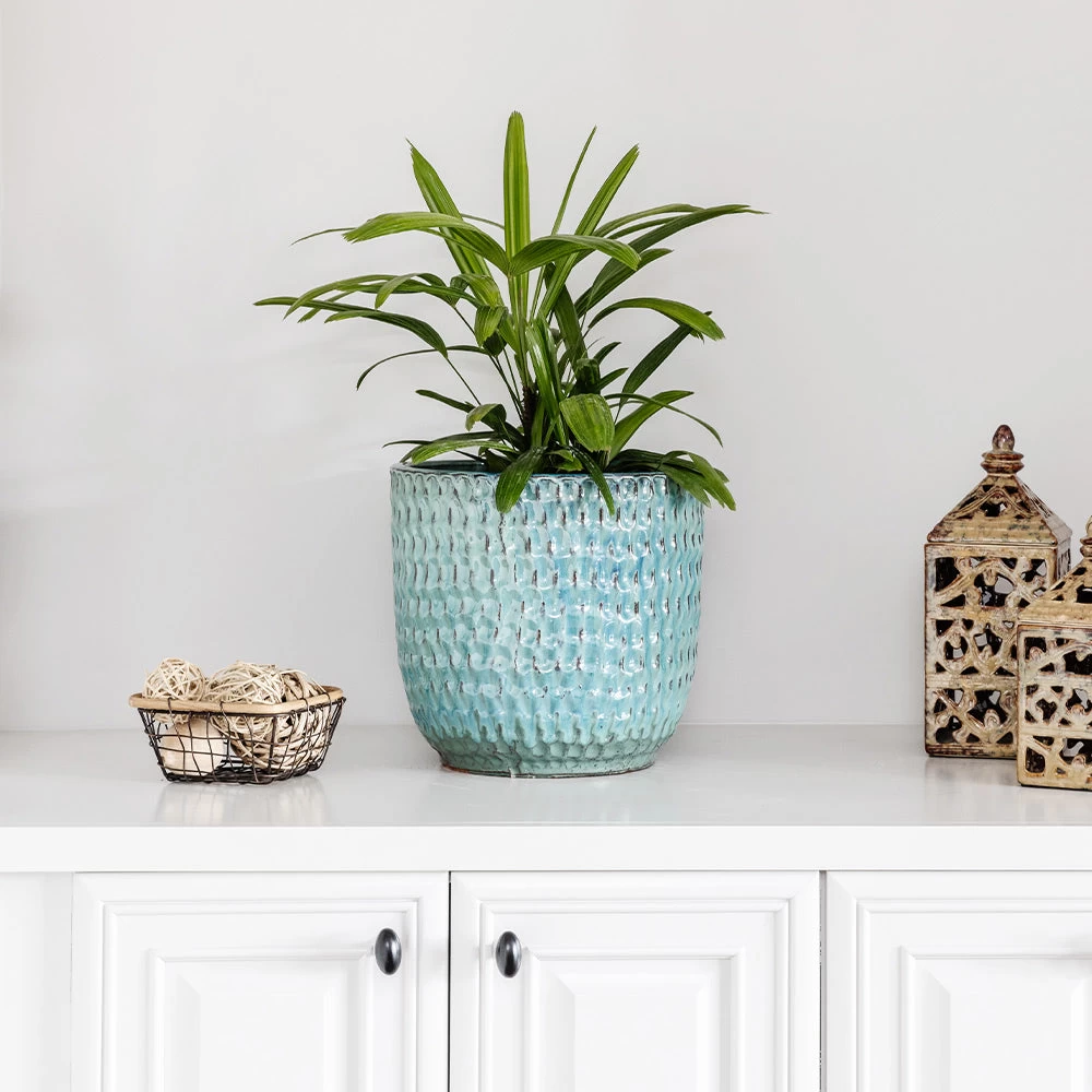 Lady Palm Tree - Image 6