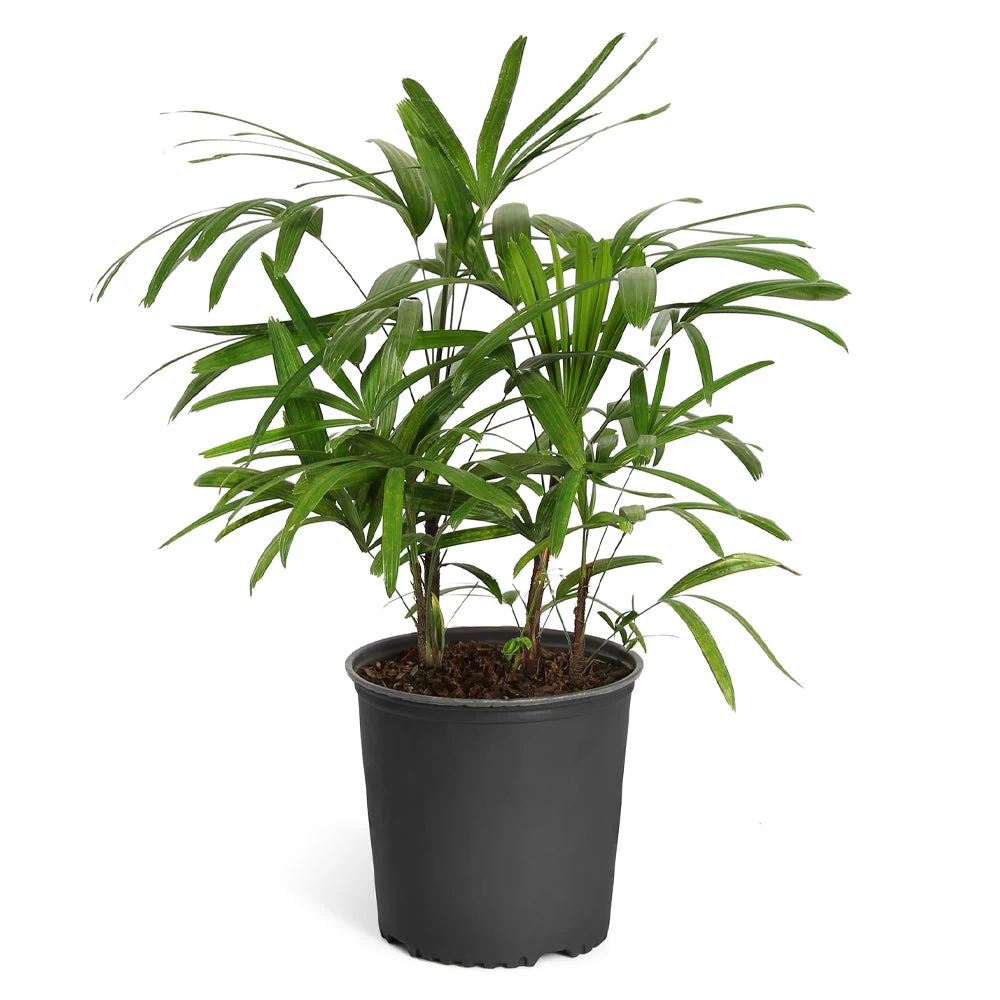 Lady Palm Tree - Image 10