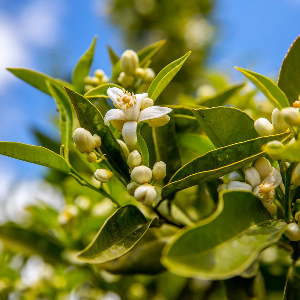Lane Late Navel Orange - Image 3