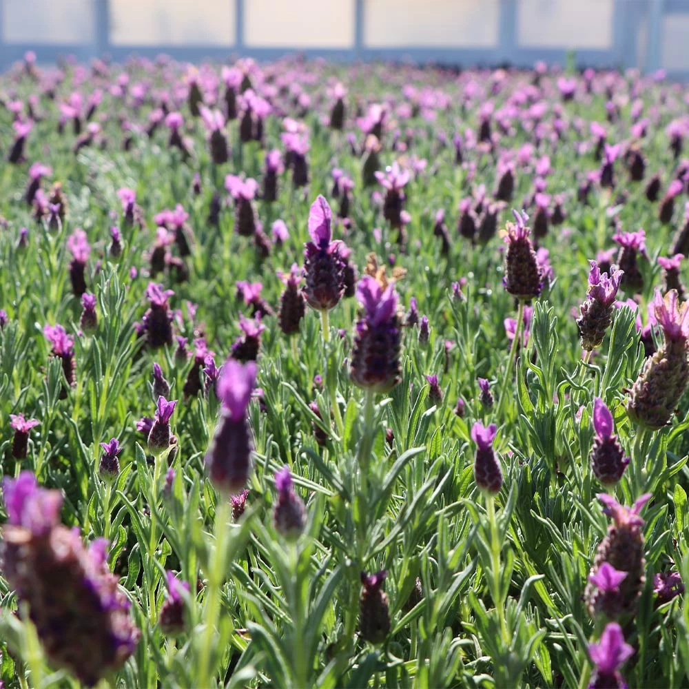 Lavender Standard Topiary Tree - Image 3