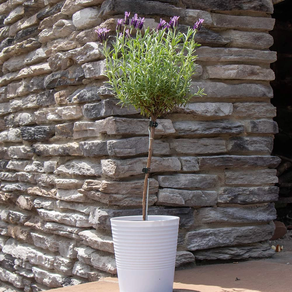 Lavender Standard Topiary Tree - Image 4