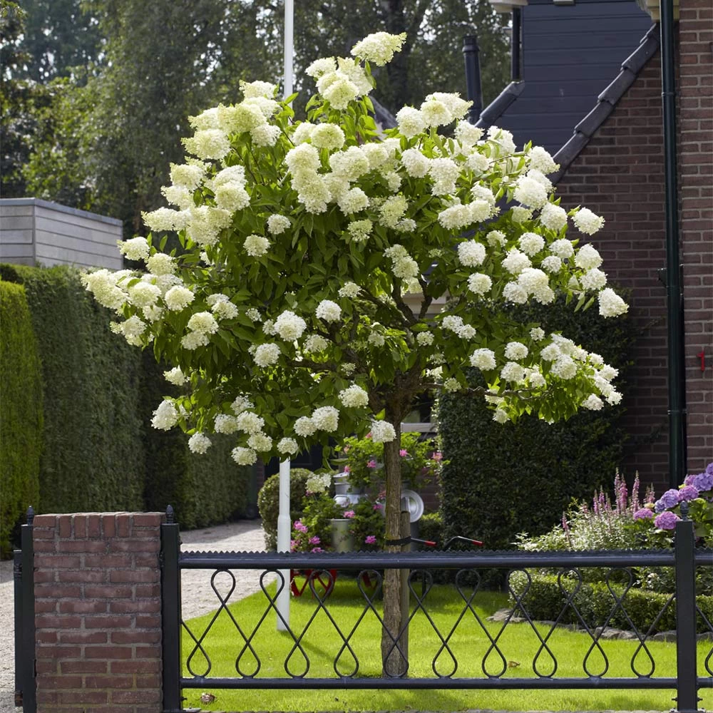 Limelight Hydrangea Tree - Image 3
