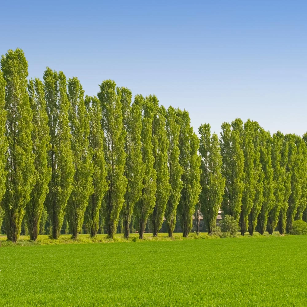 Lombardy Poplar Tree - Image 2