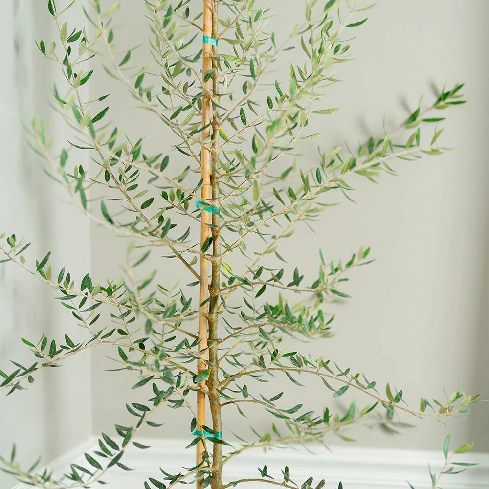 Manzanillo Olive Tree - Image 3