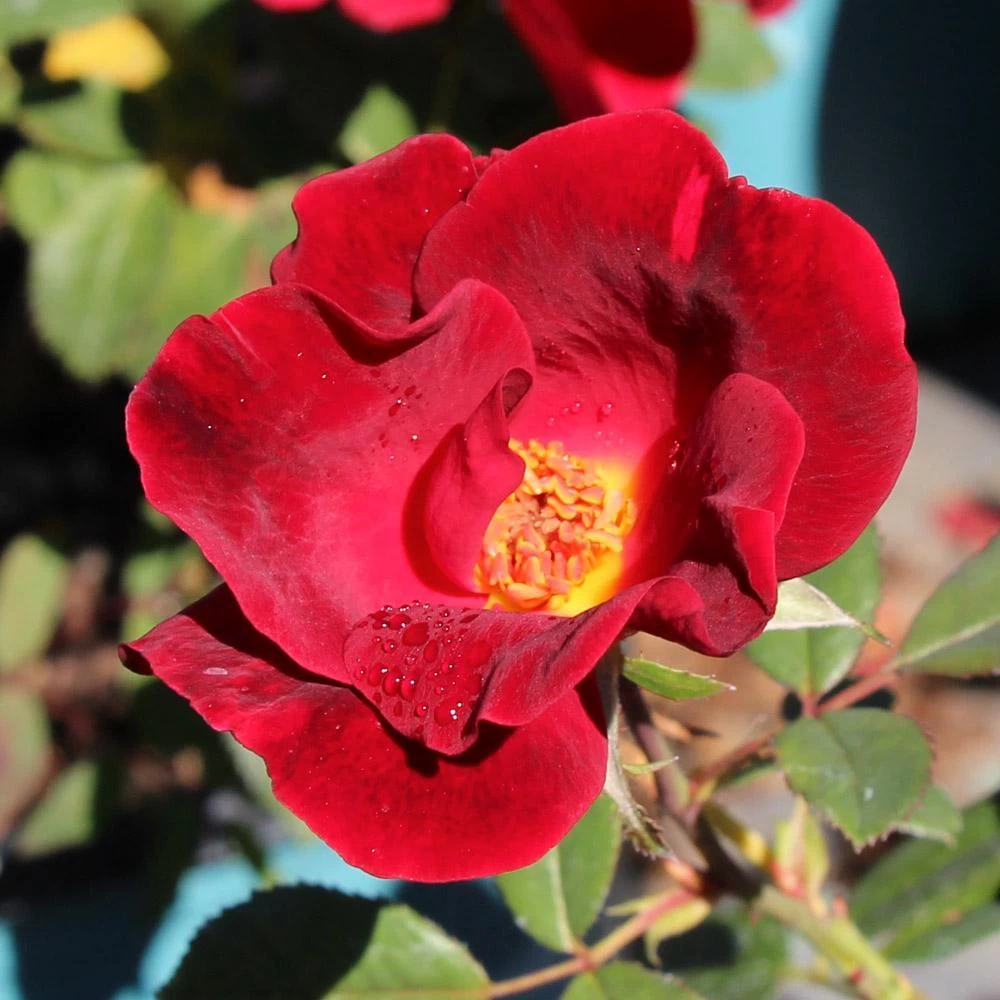 Miracle On The Hudson™ Rose - Image 3