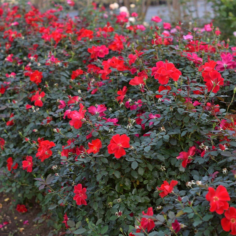 Miracle On The Hudson™ Rose - Image 5