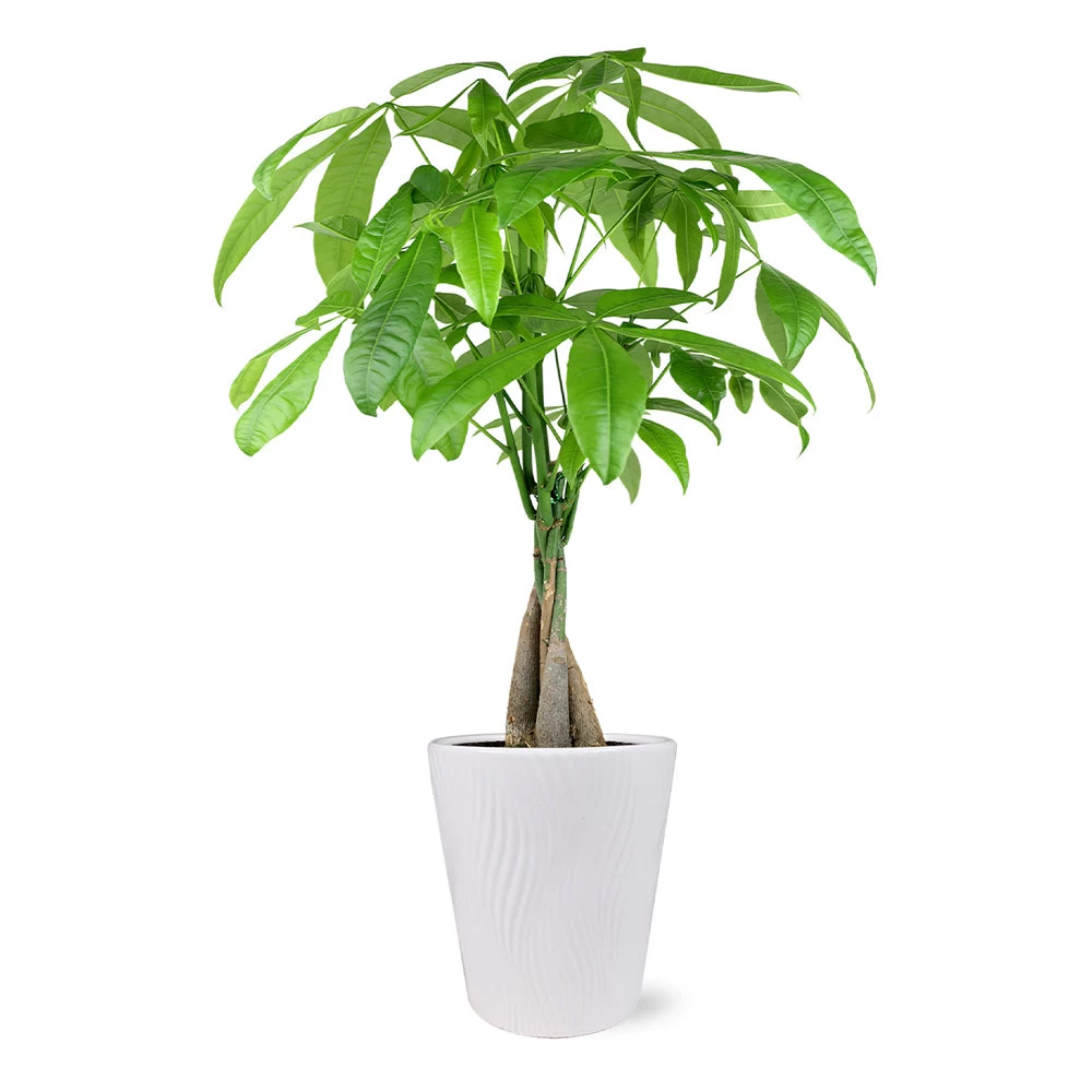 Money Tree In White Pot - Image 2
