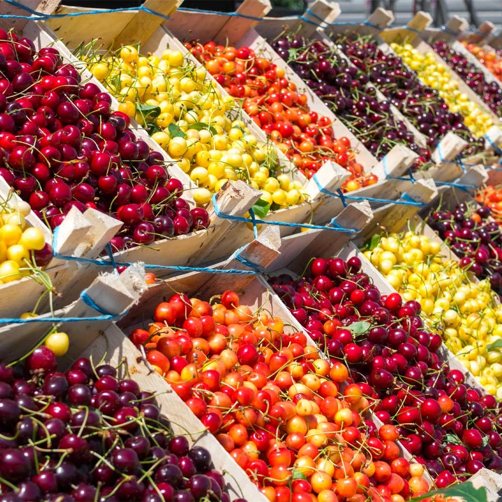 3-in-1 Cherry Tree - Image 2