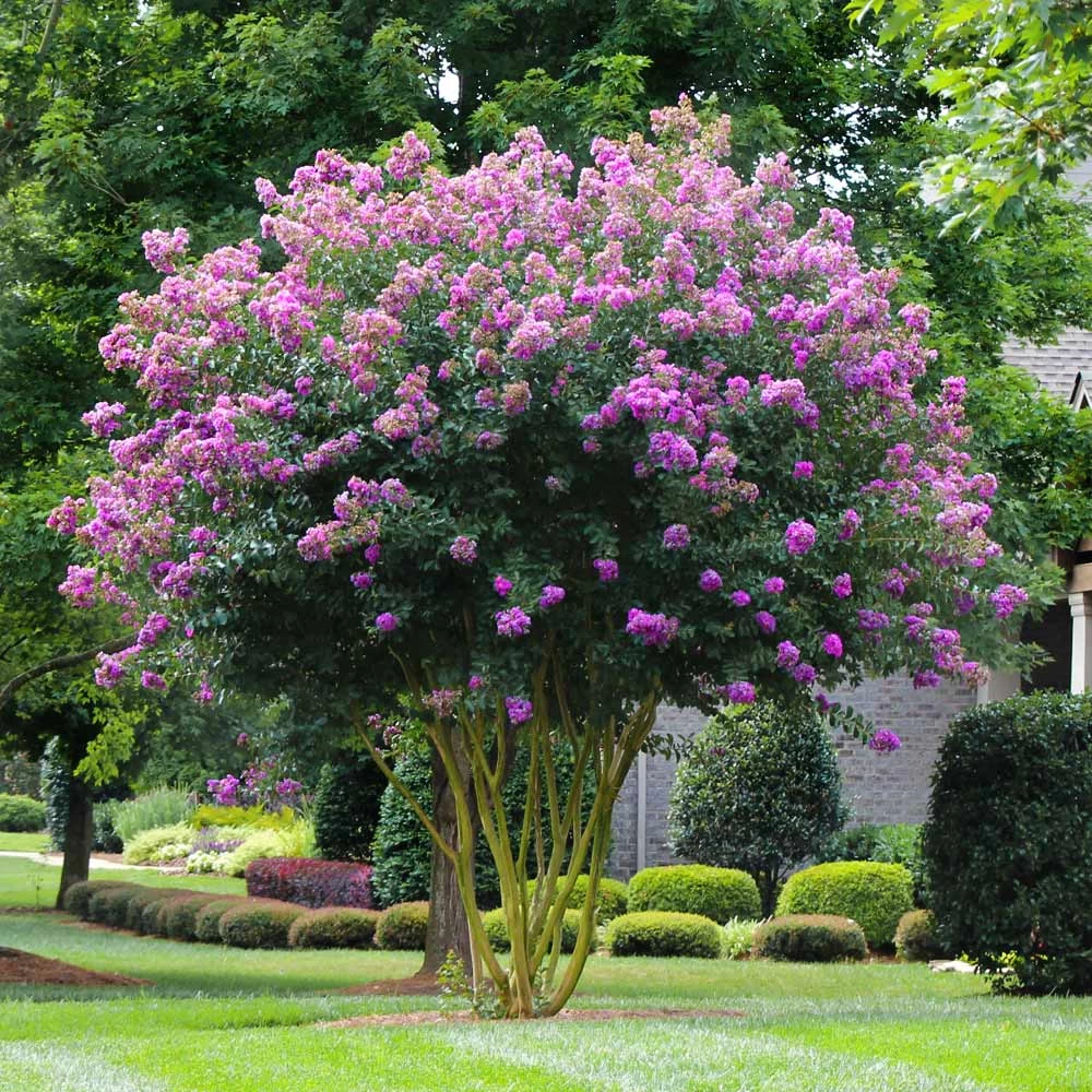 Muskogee Crape Myrtle Tree - Image 2