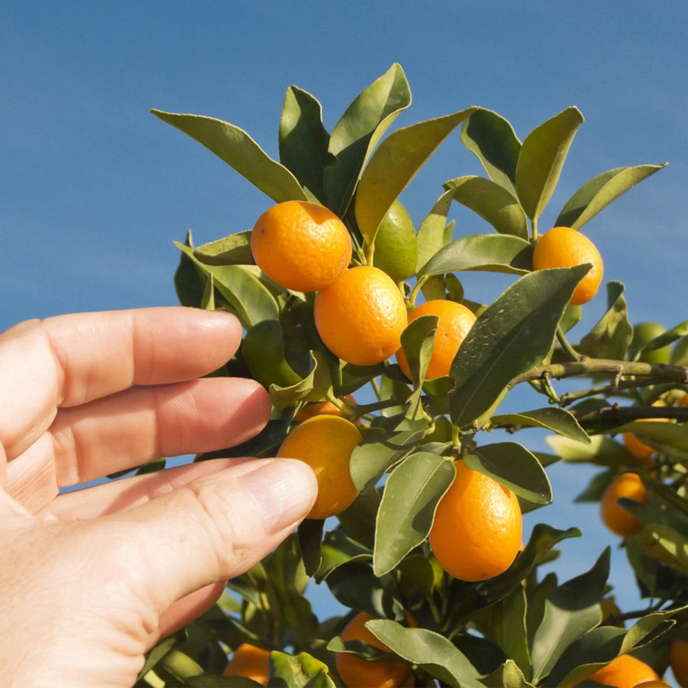 Nagami Kumquat Tree - Image 3