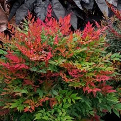 Obsession™ Nandina Shrub