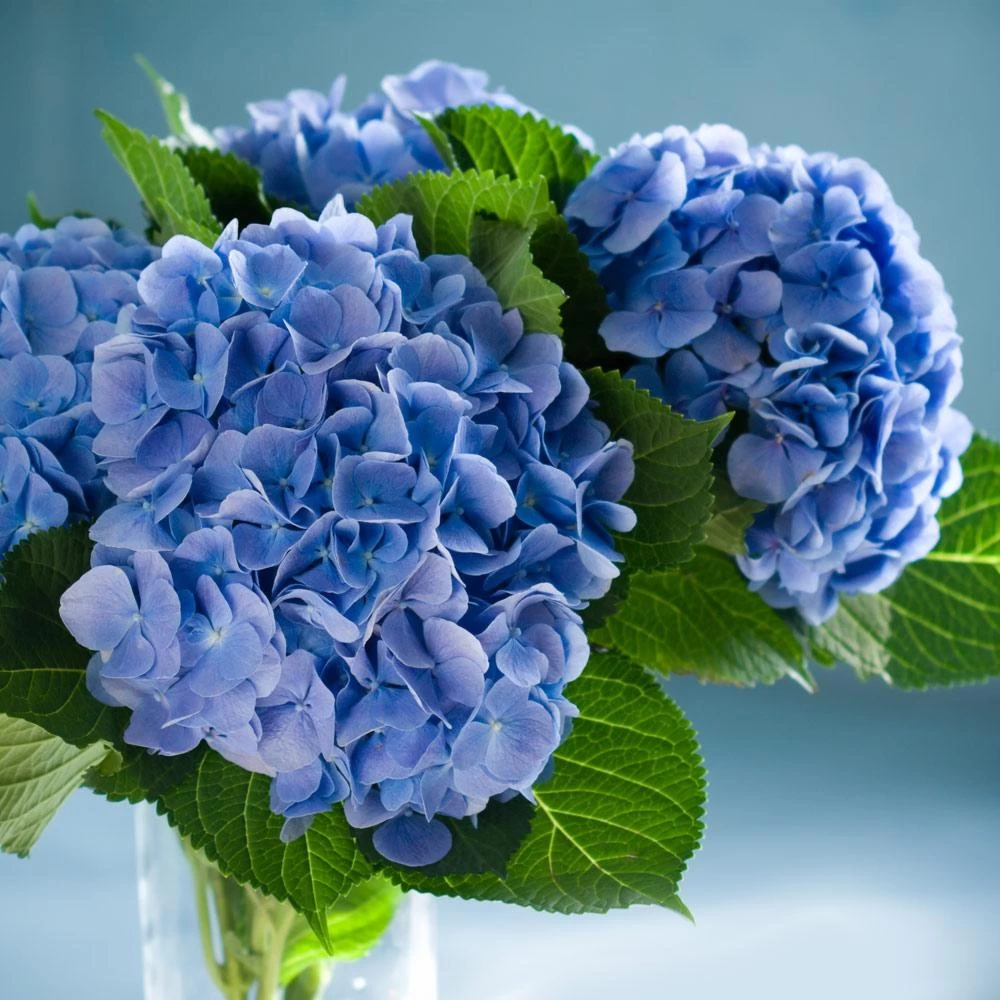 Nikko Blue Hydrangea - Image 4