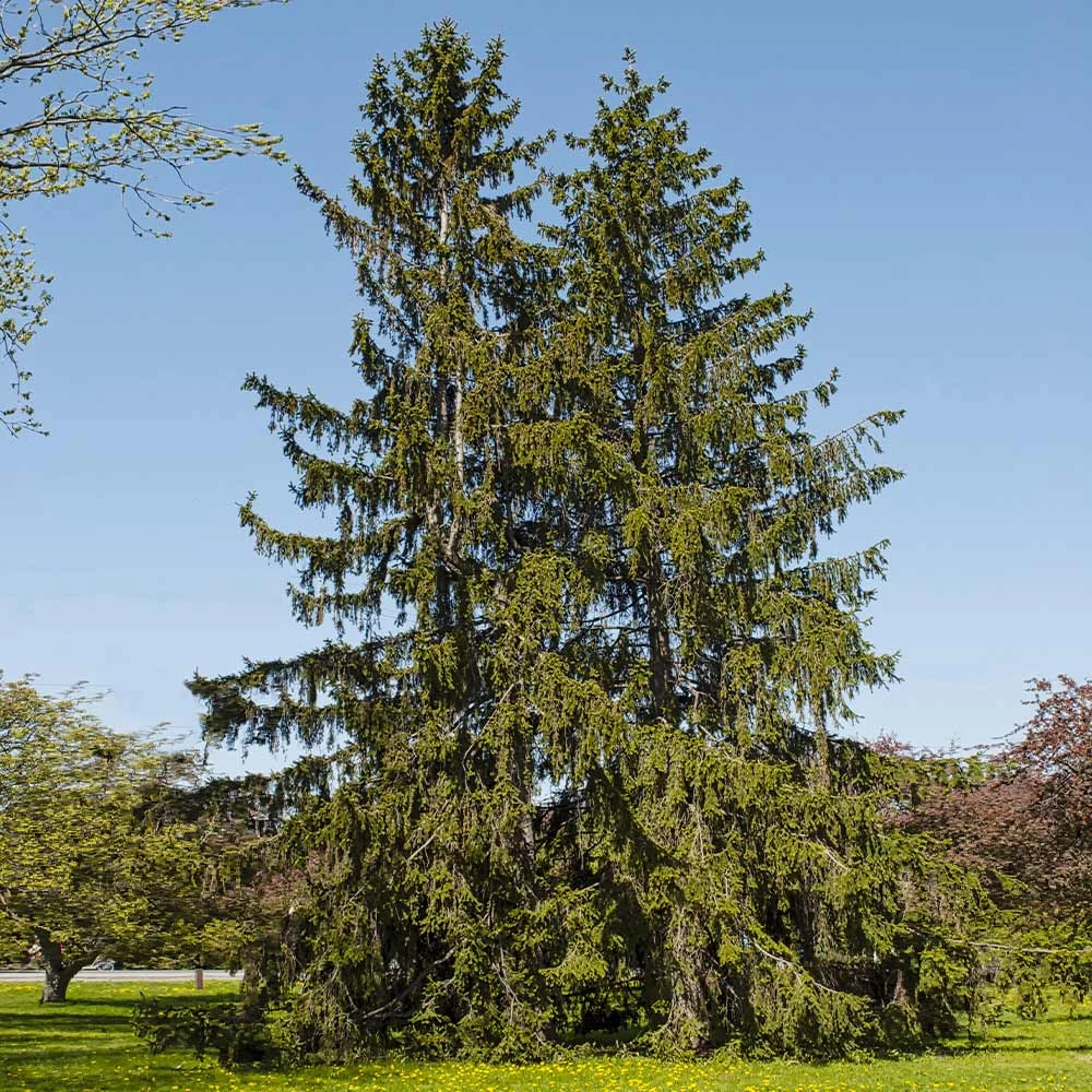 Norway Spruce Tree - Image 2
