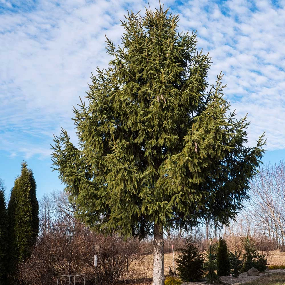 Norway Spruce Tree - Image 3