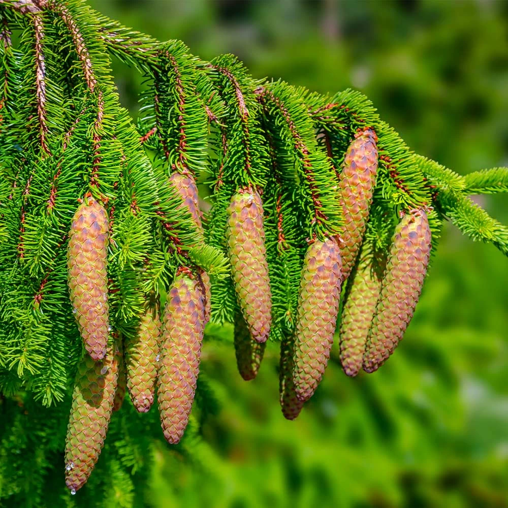 Norway Spruce Tree - Image 4