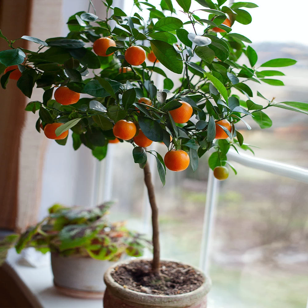 Nules Clementine Tree - Image 3
