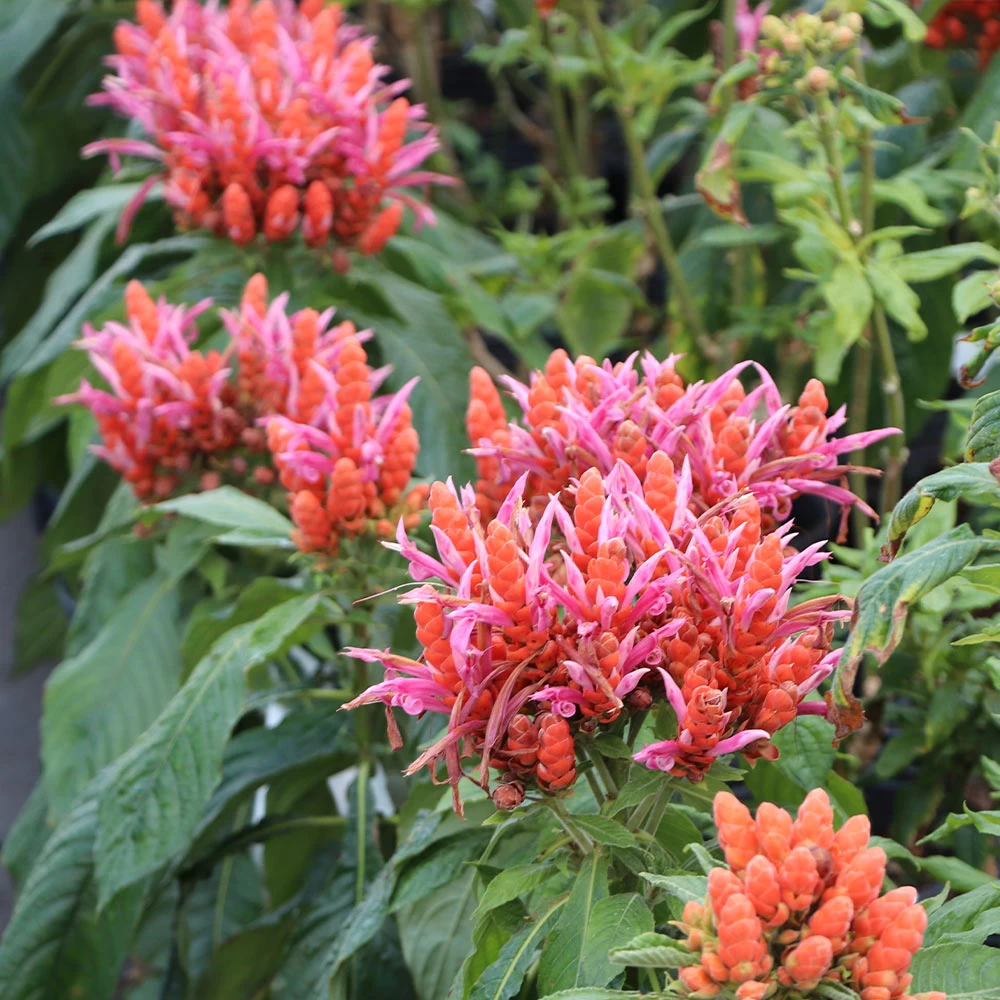 Orange Shrimp Plant - Image 4
