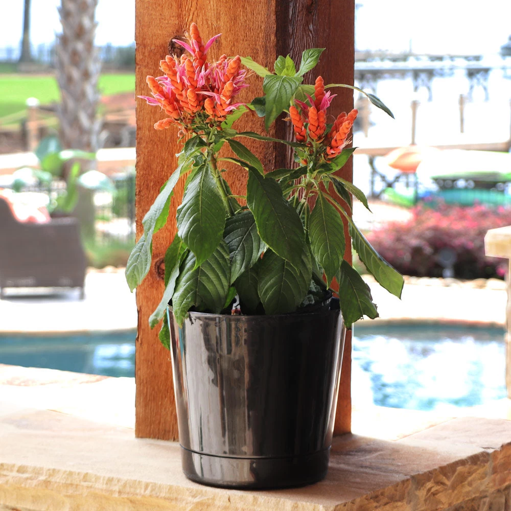 Orange Shrimp Plant - Image 3