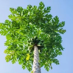 Papaya Tree