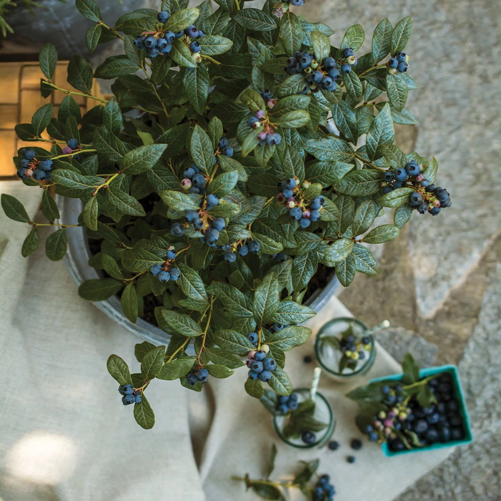 Bushel And Berry® Perpetua Blueberry - Image 4