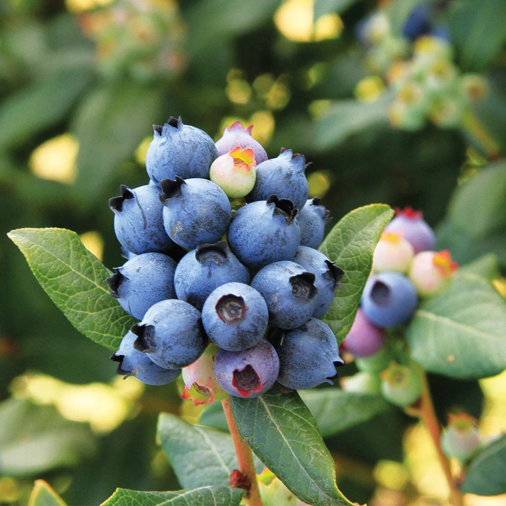 Bushel And Berry® Perpetua Blueberry - Image 3