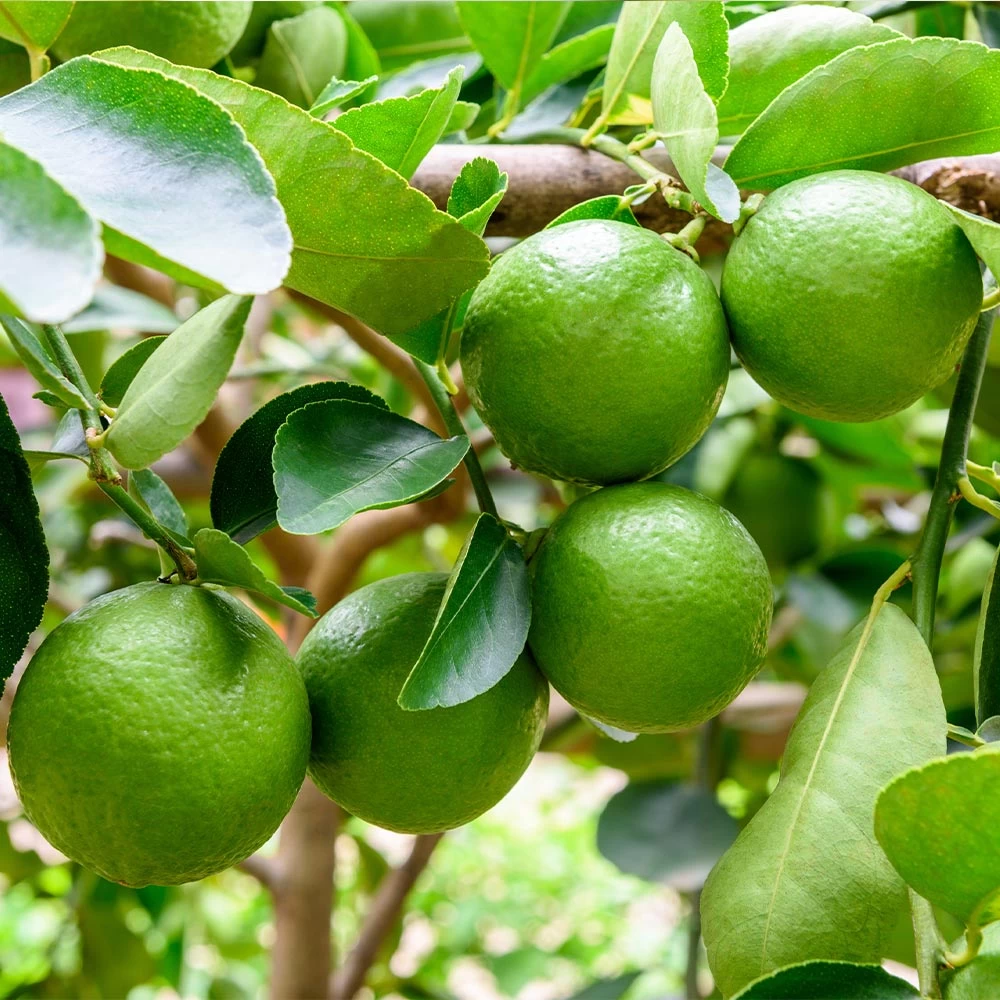Persian 'Bearss' Lime Tree - Image 3