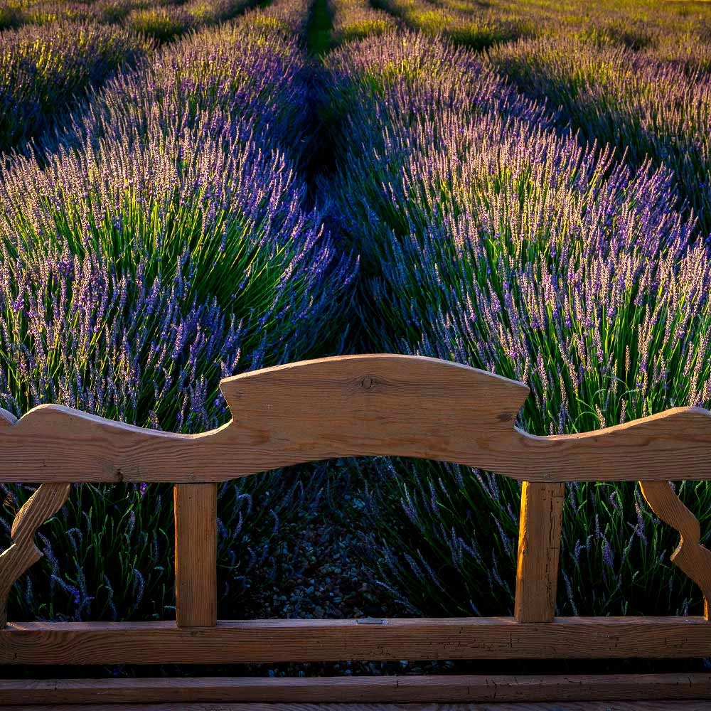 Phenomenal™ Lavender Plant - Image 4