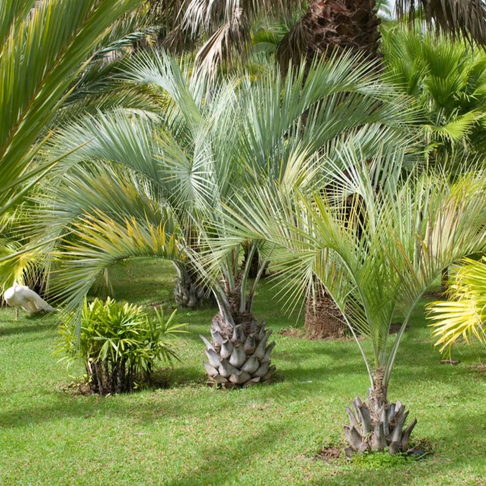 Pindo Palm - Image 3