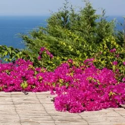 Pink Pixie Bougainvillea