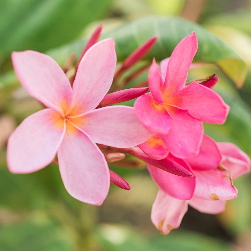 Plumeria - Image 4