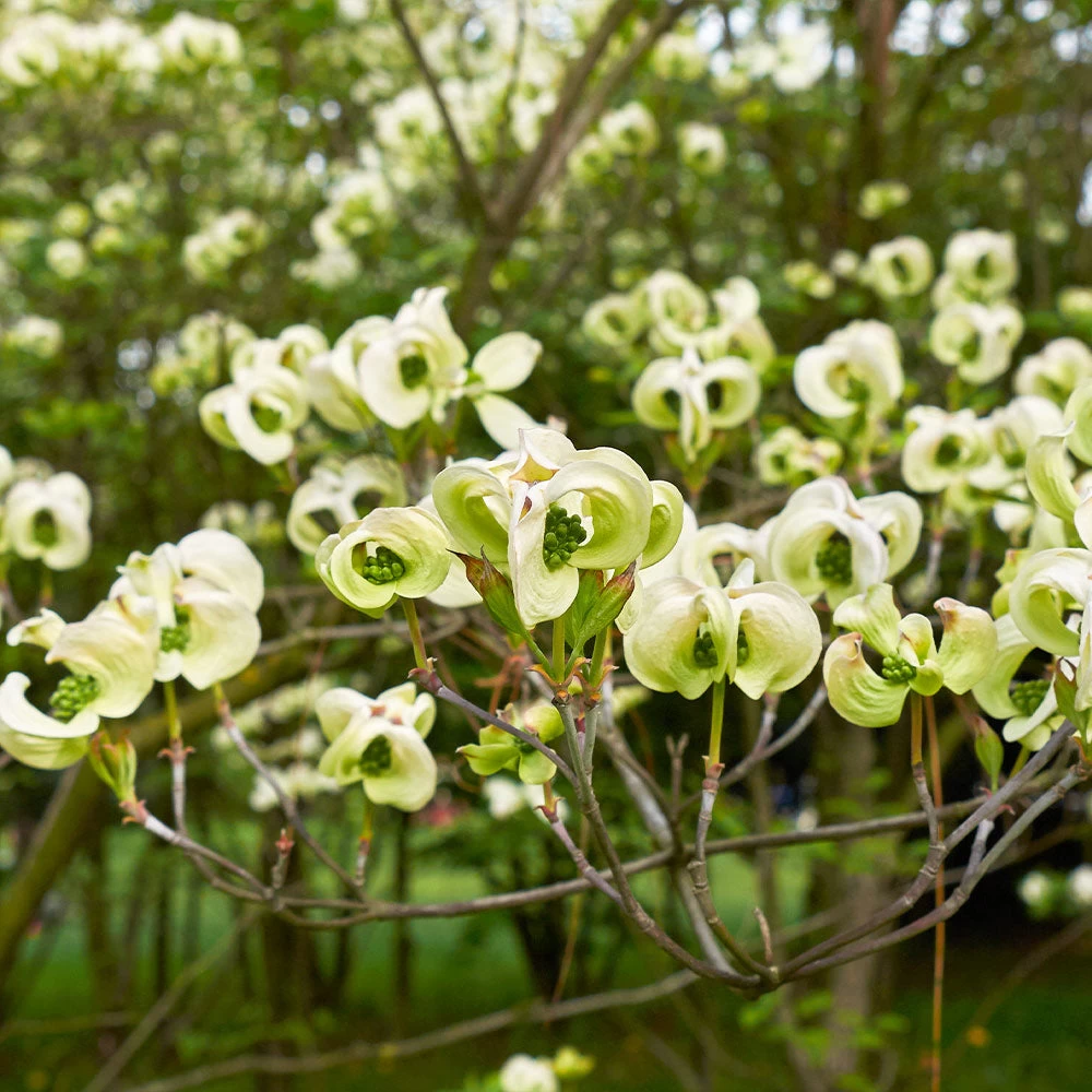Mexican Flowering Dogwood Tree - Image 3