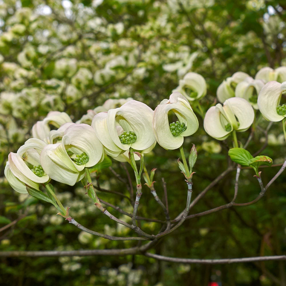 Mexican Flowering Dogwood Tree - Image 4
