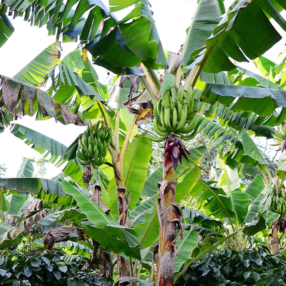Puerto Rican Plantain Banana Tree - Image 6