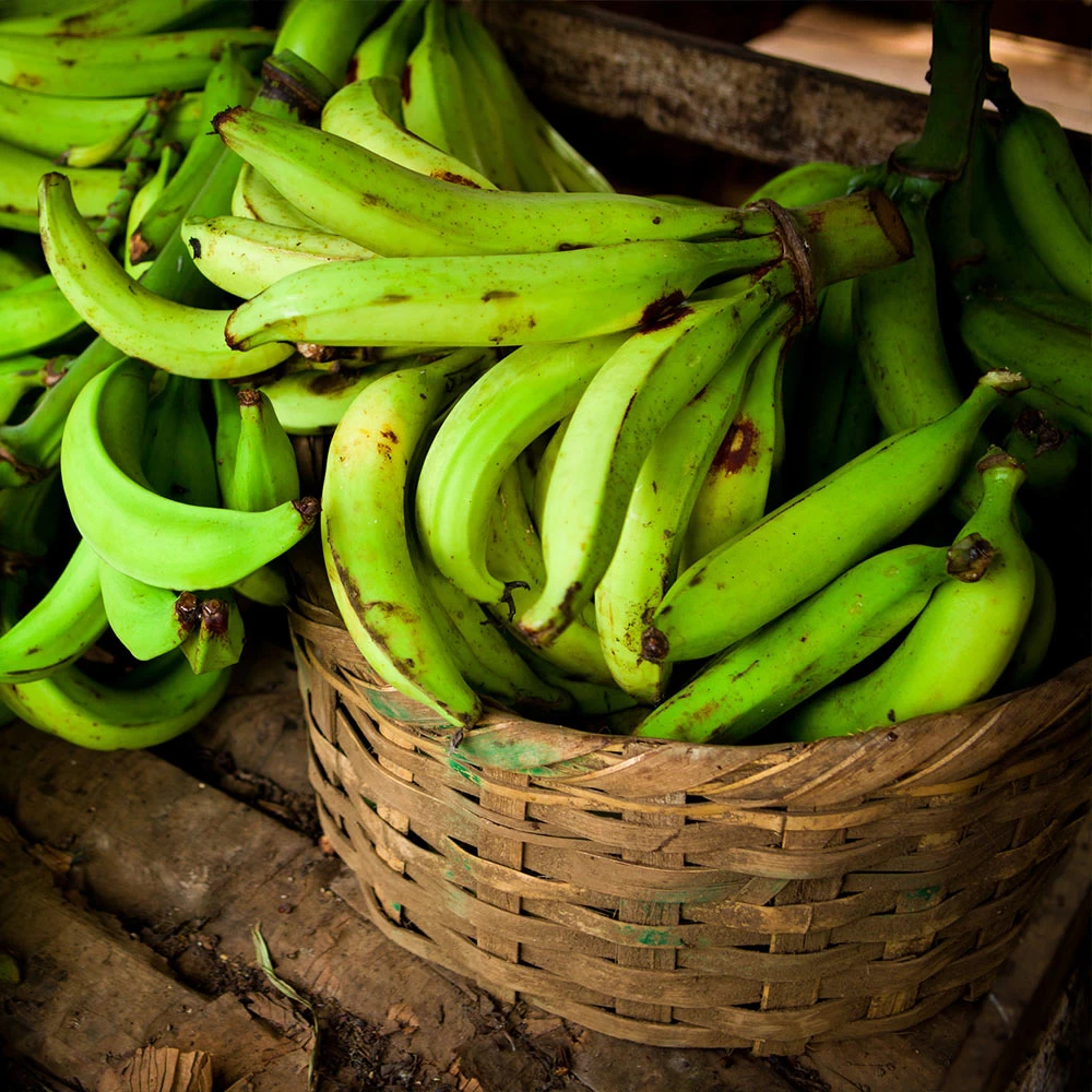 Puerto Rican Plantain Banana Tree - Image 5