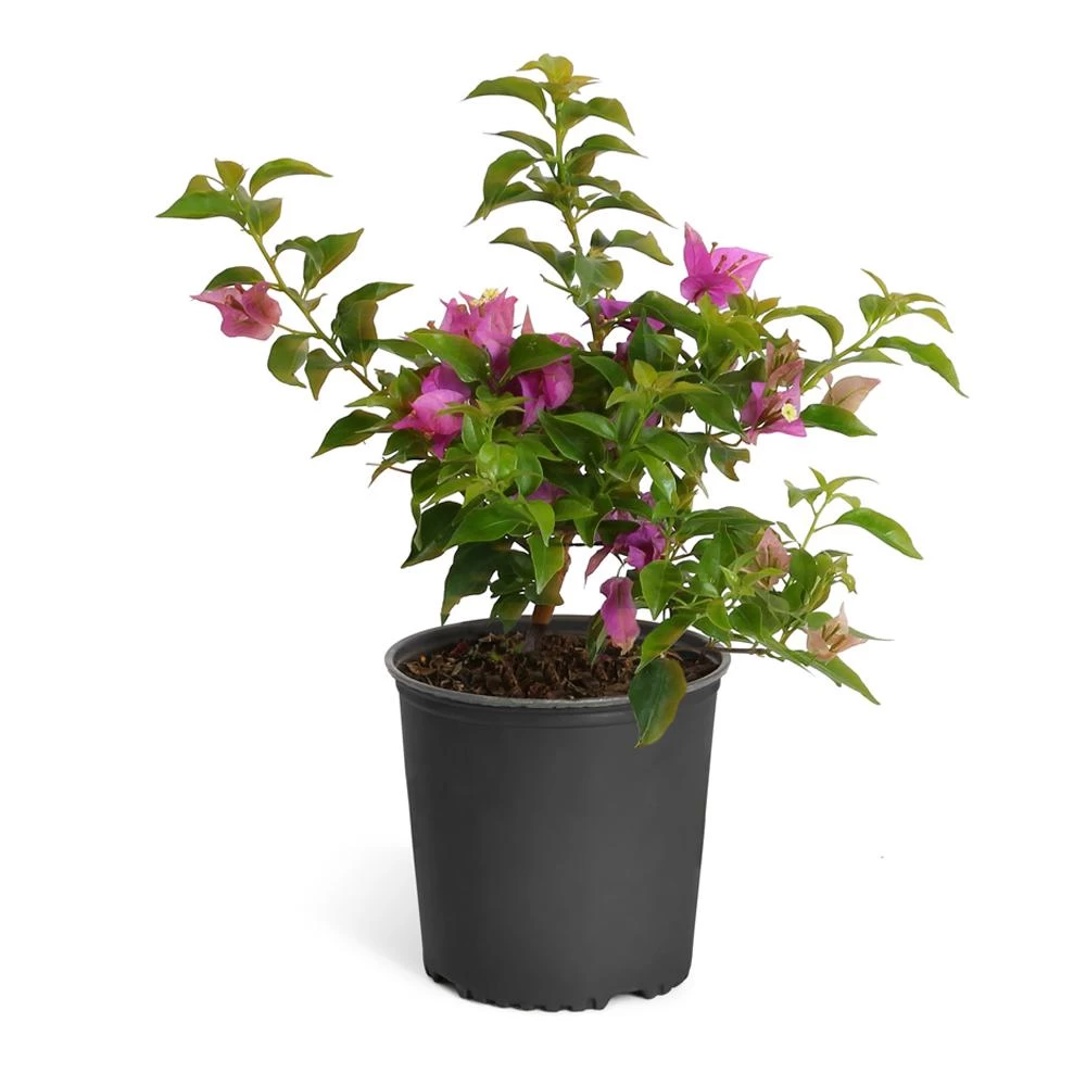 New River Purple Bougainvillea - Image 9