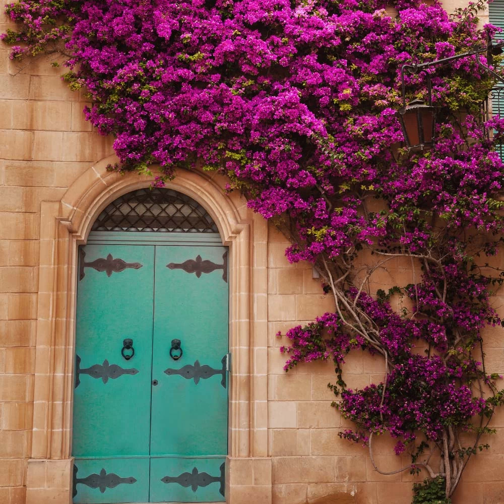 New River Purple Bougainvillea - Image 2