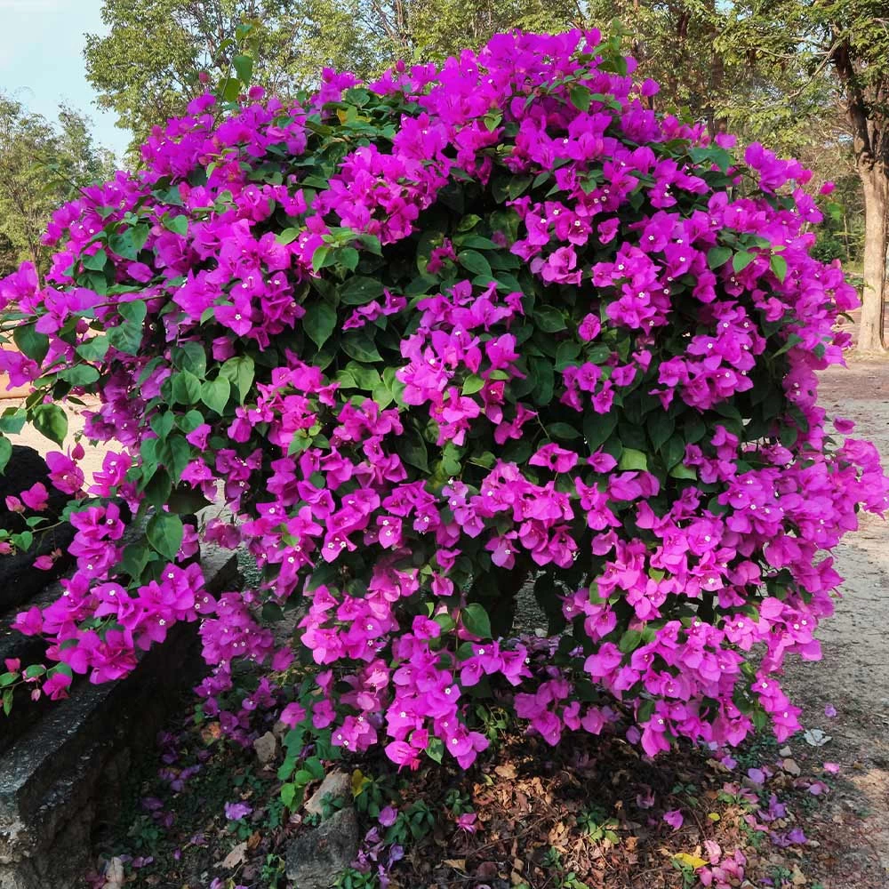 New River Purple Bougainvillea - Image 3