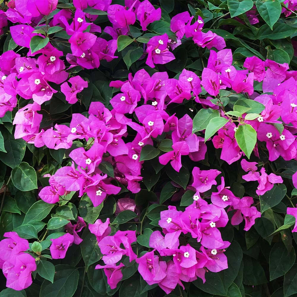 New River Purple Bougainvillea - Image 7