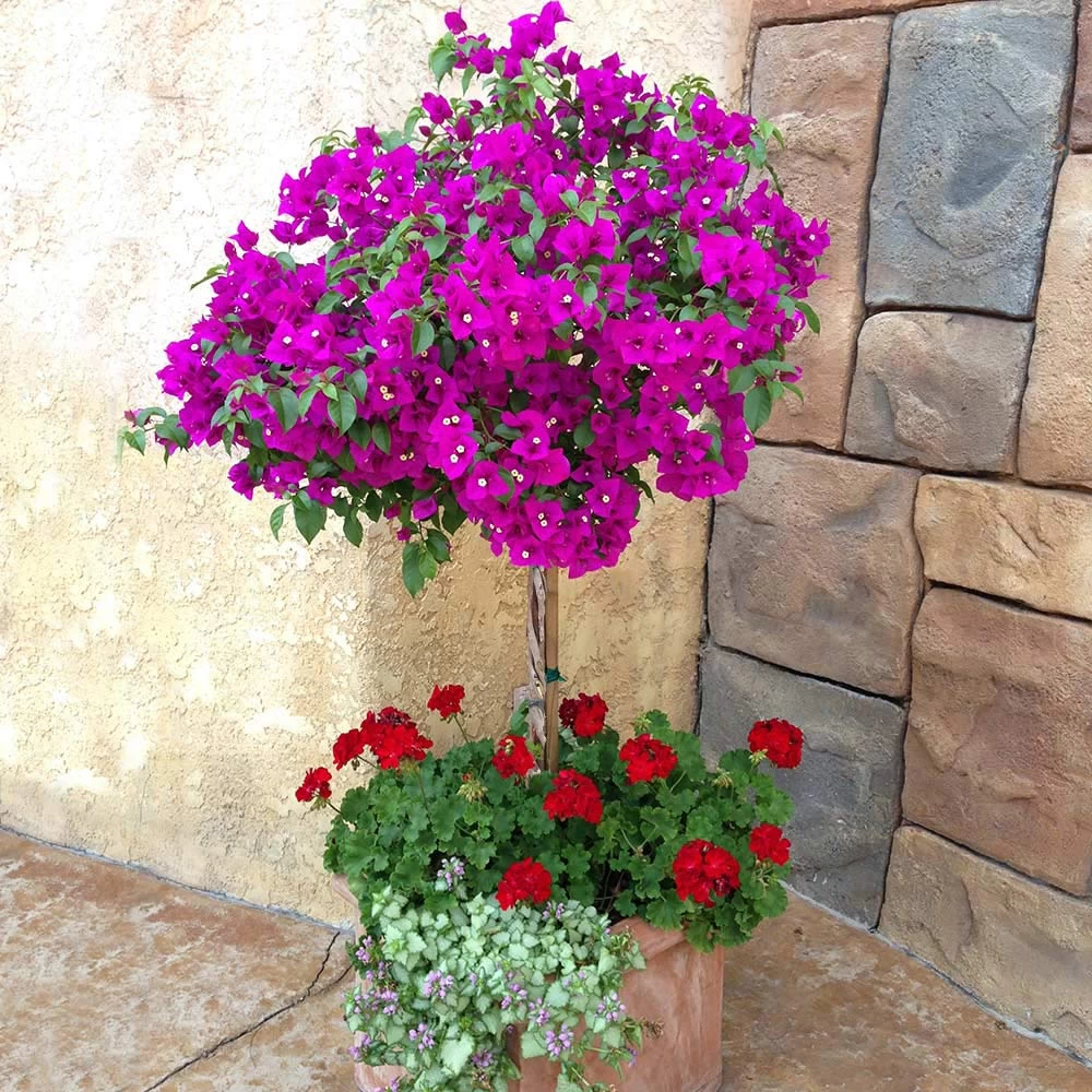 New River Purple Bougainvillea - Image 5